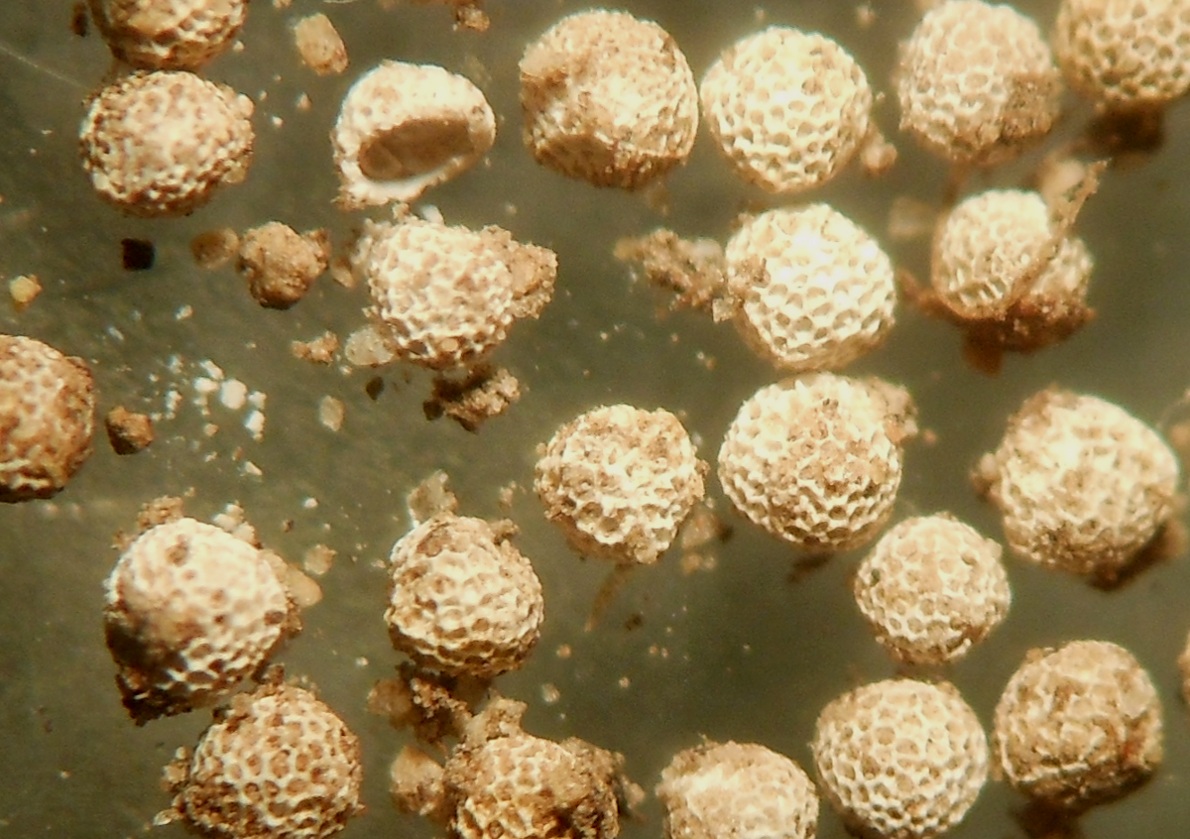 Isotes durieui / Calamaria di Durieu